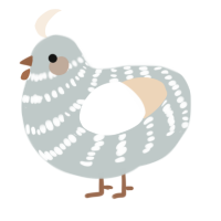 A silver and cream chicken with a bar pattern