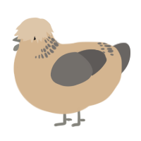 (unnamed), a beige and grey chicken with a neck-band pattern
