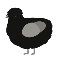 A black and ash chicken