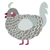 Laceback, a ash and silver chicken with a lace pattern