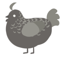 A grey and ash chicken with a half-lace pattern