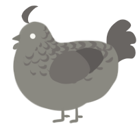 A ash and grey chicken with a half-lace pattern