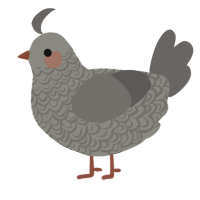 A ash and grey chicken with a double-lace pattern