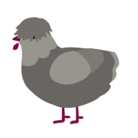 A grey and ash chicken with a head pattern