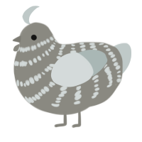 A ash and silver chicken with a bar pattern