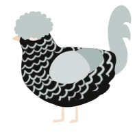 A black and silver chicken with a lace pattern