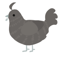 A grey chicken with a bar pattern