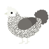 A white and grey chicken with a double-lace pattern