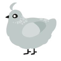 A silver chicken with a neck-speckle pattern