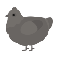 A grey chicken with a head pattern