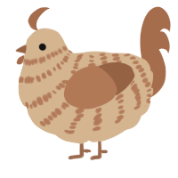 A beige and brown chicken with a bar pattern