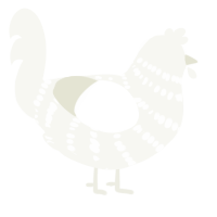 A white chicken with a bar pattern
