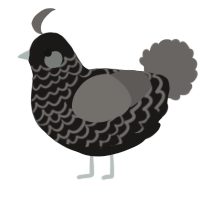 Faraday, a sable and grey chicken with a lace pattern