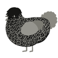 Goth, a black and ash chicken with a double-lace pattern