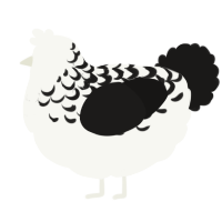 (unnamed), a white and sable chicken with a half-lace pattern