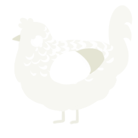 Sugar Lace, a white chicken with a half-lace pattern