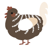 Nougat, a bark and cream chicken with a half-bar pattern