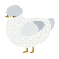 Vanilla Pudding, a white and mist chicken with a lace pattern