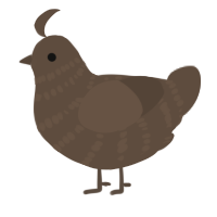 baba, a bark chicken with a bar pattern