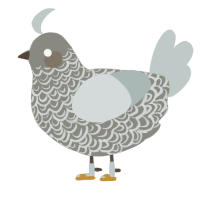 Ernest, a ash and silver chicken with a double-lace pattern