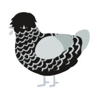(unnamed), a sable and silver chicken with a lace pattern