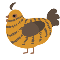 Chocolate Croissant, a orange and bark chicken with a bar pattern