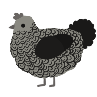(unnamed), a ash and sable chicken with a double-lace pattern