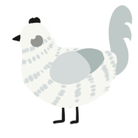 A white and silver chicken with a bar pattern