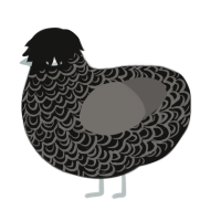 Felipe, a black and grey chicken with a double-lace pattern