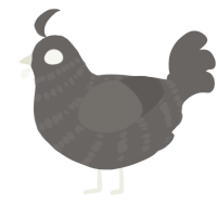 A grey chicken with a bar pattern
