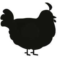 A black chicken