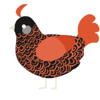 Cheeto Dust, a sable and vermilion chicken with a double-lace pattern