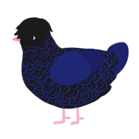 Emo Pigeon, a sable and navy chicken with a double-lace pattern