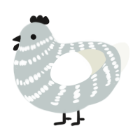 Sylvan, a silver and white chicken with a bar pattern