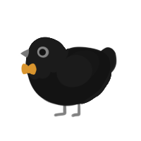 Black Hole, a black and sable chicken with a head pattern