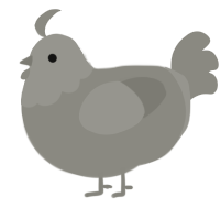 Pebbles, a ash chicken with a head pattern