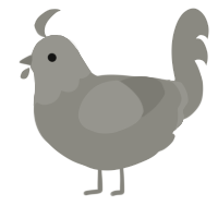 Steentje, a ash chicken with a head pattern