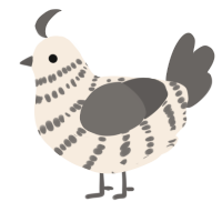 A cream and grey chicken with a bar pattern