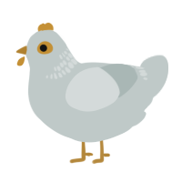Bawkgatti, a silver chicken with a neck-band pattern