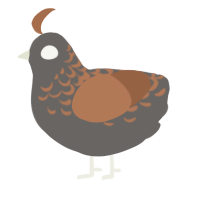 Brownie, a grey and brown chicken with a half-lace pattern