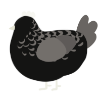 Dusty, a black and grey chicken with a half-lace pattern