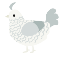 (unnamed), a white and silver chicken with a lace pattern