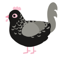 Minnie, a sable and ash chicken with a half-lace pattern