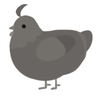 A grey chicken with a head pattern
