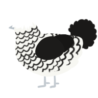 Ibuprofen, a white and sable chicken with a lace pattern