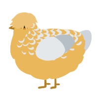 Zoopy Zoobert, a honey and mist chicken with a half-lace pattern