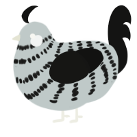 Ice, a silver and black chicken with a bar pattern