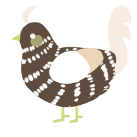 Cappuccino, a bark and cream chicken with a bar pattern