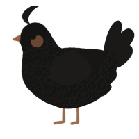 A black and sable chicken with a double-lace pattern