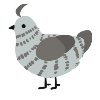 A silver and grey chicken with a bar pattern